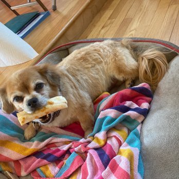 Kriser's Natural Pet - Pet Groomers Near Me - Naperville, Illinois