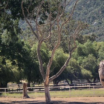 Zavala’s Tree Service - Death tree - Tree Services Near Me Zavala’s Tree Service - Death tree - Tree Services Near Me