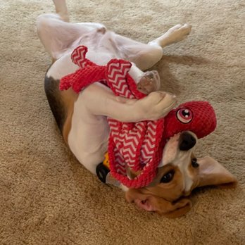 Rancho Robles Kennels - Playful - Pet Breeders Near Me Rancho Robles Kennels - Playful - Pet Breeders Near Me