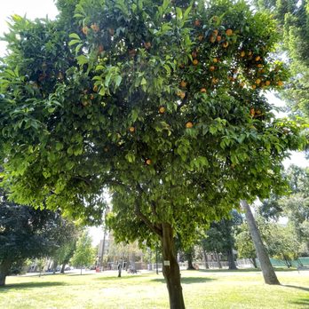 Capitol Park - Parks Near Me - Sacramento, California Capitol Park - Parks Near Me - Sacramento, California