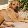 Debsdawghouse San Diego gift card
