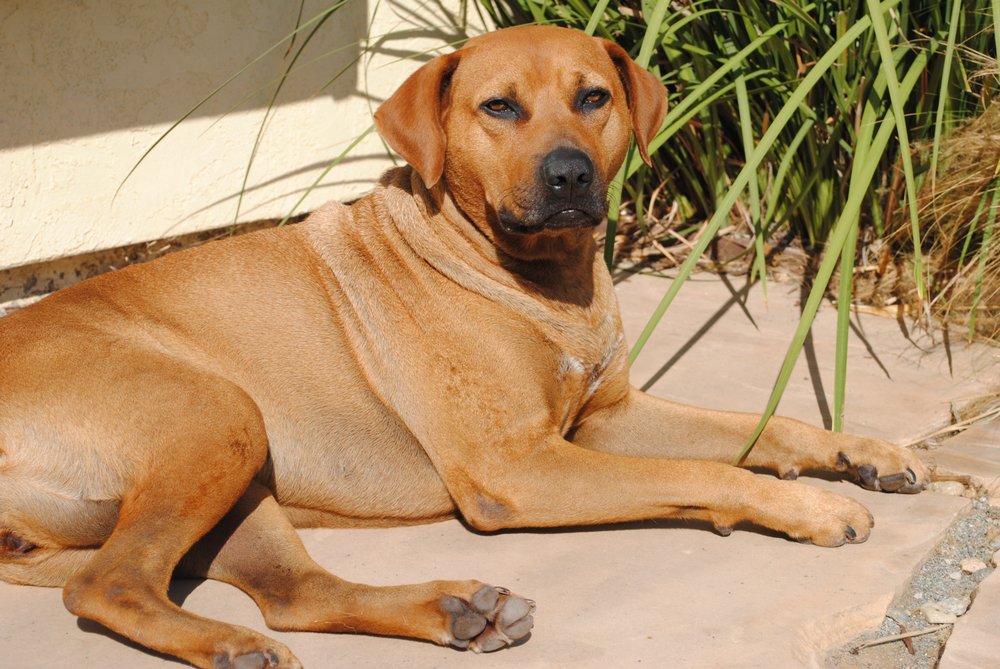 Debsdawghouse San Diego - pet boarding facility in San Diego, CA