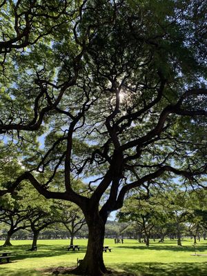 Kapiʻolani Regional Park by null