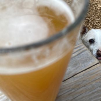 Bear Belly Brewing Company - a dog looking up at a glass of beer - Breweries Near Me - Kings Beach, California Bear Belly Brewing Company - a dog looking up at a glass of beer - Breweries Near Me - Kings Beach, California