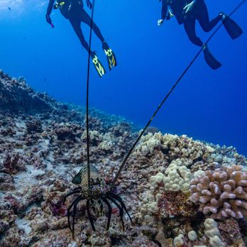 Pro Diver Maui - Scuba Diving Near Me - Kihei, Hawaii