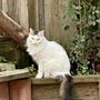 Photo of Animal House Grooming