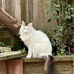 Animal House Grooming