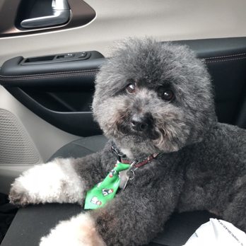 Urban Style Dog - my toy poodle Pepe loves going to Urban pets!! - Pet Groomers Near Me - Las Vegas, Nevada Urban Style Dog - my toy poodle Pepe loves going to Urban pets!! - Pet Groomers Near Me - Las Vegas, Nevada