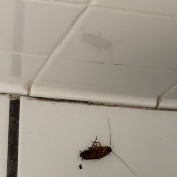Bella Oasis Hotel & Spa - Cockroaches - Hotels Near Me - Homosassa, Florida