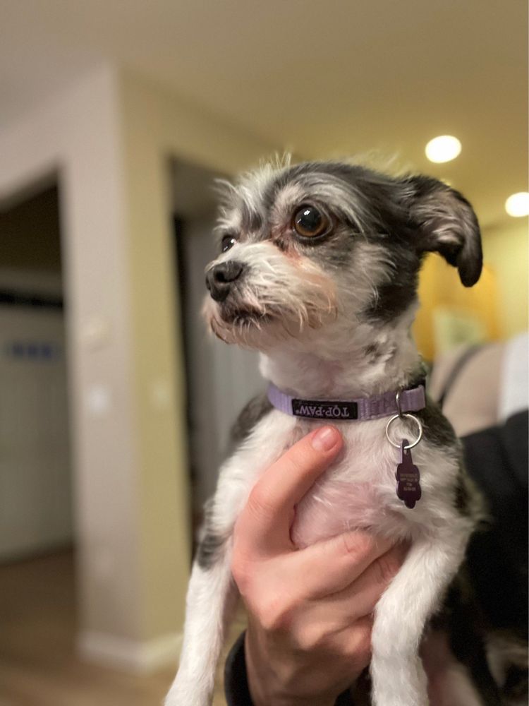 MUDPUPPIES GROOMING Updated October 2024 114 Photos & 157 Reviews