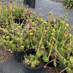 Native Nursery - Ihi requires very little care