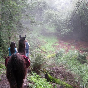 Tilden Regional Park - Winding through the French Trail in Tilden with Llamas Adventure HIkes - Parks Near Me - Berkeley, California