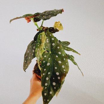 The Foliage Room - Begonia maculata - Nurseries & Gardening Near Me - Redlands , California The Foliage Room - Begonia maculata - Nurseries & Gardening Near Me - Redlands , California