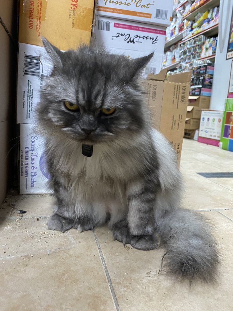 PET BOUTIQUE AND SUPPLIES Updated September 2024 588 5th Ave