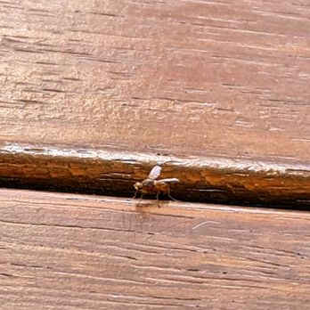 Wedgewood Pest Control - Pest Control Near Me Wedgewood Pest Control - Pest Control Near Me