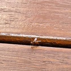 Wedgewood Pest Control