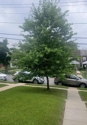 ALARCON’S TREE EXPERTS - Updated May 2026 - 7573 Baltimore Annapolis ...