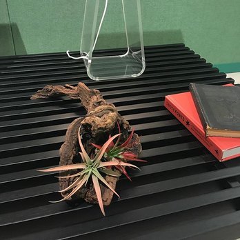 plants - Air Plant Arrangement - Nurseries & Gardening Near Me - Chicago, Illinois