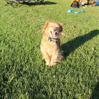 Next Gen ACS - Happy Luke at training - Pet Training Near Me Next Gen ACS - Happy Luke at training - Pet Training Near Me