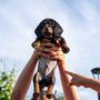 Photo of Crazy About Dachshunds