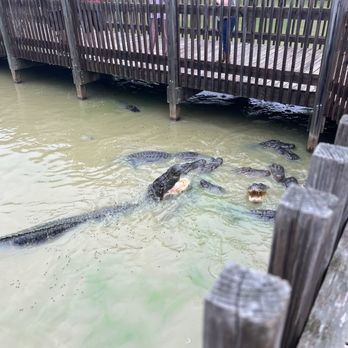 Gators & Friends - Amusement Parks Near Me - Greenwood, Louisiana Gators & Friends - Amusement Parks Near Me - Greenwood, Louisiana