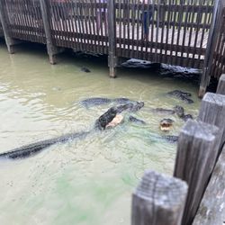 Gators & Friends