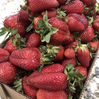 Sun Strawberry - Fruits & Veggies Near Me - Elk Grove, California Sun Strawberry - Fruits & Veggies Near Me - Elk Grove, California