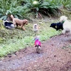 See Spot Run, Doggie Daycare Adventure Outings - Tucker on hikes with Lisalea