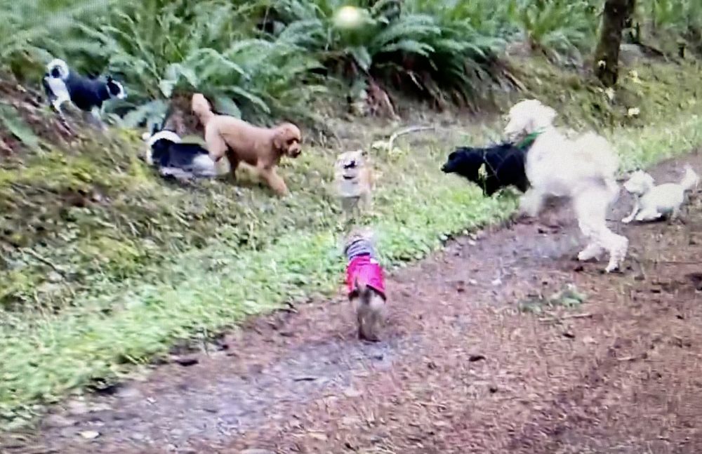 See Spot Run, Doggie Daycare Adventure Outings - pet boarding facility in Olympia, WA