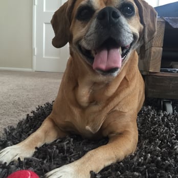 Rachel Collins Turney - thanks for keeping our pup happy and safe, Rachel! - Pet Sitting Near Me Rachel Collins Turney - thanks for keeping our pup happy and safe, Rachel! - Pet Sitting Near Me