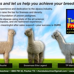 Tierra Prometida Alpacas
