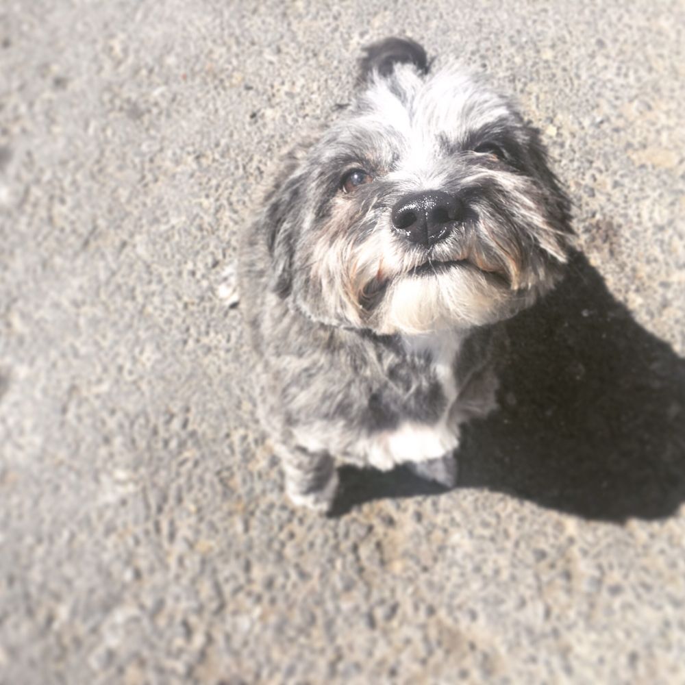Gette-A-Groom - Pet Groomers Near Me - Klamath Falls, Oregon Gette-A-Groom - Pet Groomers Near Me - Klamath Falls, Oregon