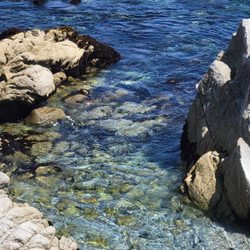 Pacific Grove Shoreline Parkway Marine Refuge