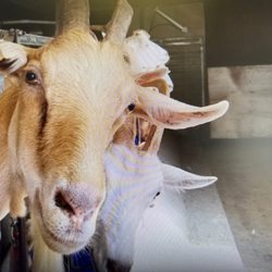 Colonial Goat Dairy - Squeeze me, baby!