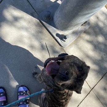 Elevated Canine Academy - Pet Training Near Me Elevated Canine Academy - Pet Training Near Me