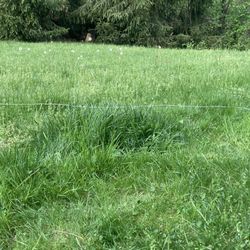 Rabbit Run Property Rental - Over grown grass covering the property