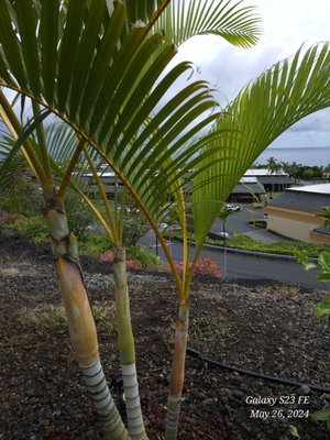 Sunset Kai Lanai by null