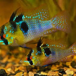 Aquatics Galore