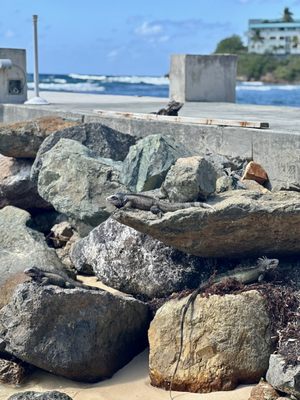 Bolongo Bay Beach Resort by null