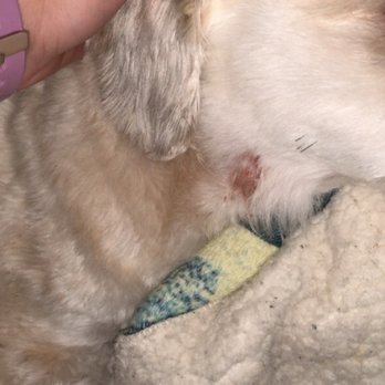 PetSmart - This is the wound the day after the haircut when I first noticed it. - Pet Training Near Me - GREEN BAY, Wisconsin