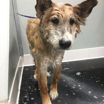 FURology Pet SPaw - Mid Bath! - Pet Groomers Near Me - Santee, California FURology Pet SPaw - Mid Bath! - Pet Groomers Near Me - Santee, California