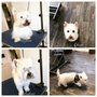 Photo of Skinny Dippers Pet Salon