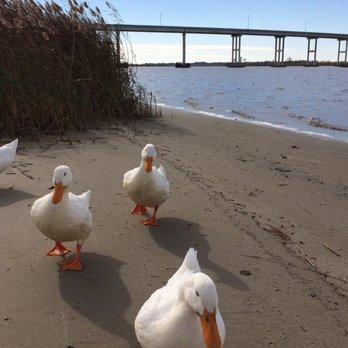 Pungo Ferry Landing Park - Park residents - Parks Near Me - Virginia Beach, Virginia Pungo Ferry Landing Park - Park residents - Parks Near Me - Virginia Beach, Virginia