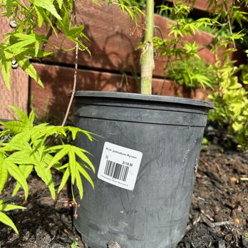 Berkeley Horticultural Nursery - Japanese maple Ryusei - bought second one - Nurseries & Gardening Near Me - Berkeley, California