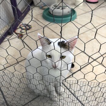 Whitie's Pets - Kitties - Local Fish Stores Near Me - Fresno, California