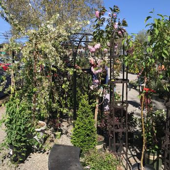 Bay Laurel Garden Center - Arbors - Nurseries & Gardening Near Me - Atascadero, California Bay Laurel Garden Center - Arbors - Nurseries & Gardening Near Me - Atascadero, California