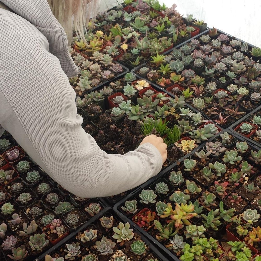 Rojas Succulents and Cacti - Great selection of miniatures! - Nurseries & Gardening Near Me - Fallbrook, California Rojas Succulents and Cacti - Great selection of miniatures! - Nurseries & Gardening Near Me - Fallbrook, California