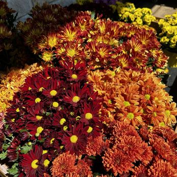 Trader Joe's - Mums - Grocery Near Me - San Antonio, Texas Trader Joe's - Mums - Grocery Near Me - San Antonio, Texas