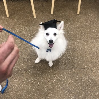 PetSmart Dog Training - Graduate - Pet Stores Near Me - Glendale, Colorado