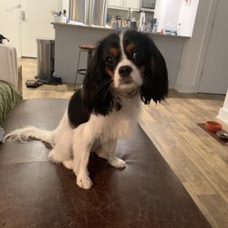 Le Petique Atelier Gift Greeting Cards Email, Text or Print